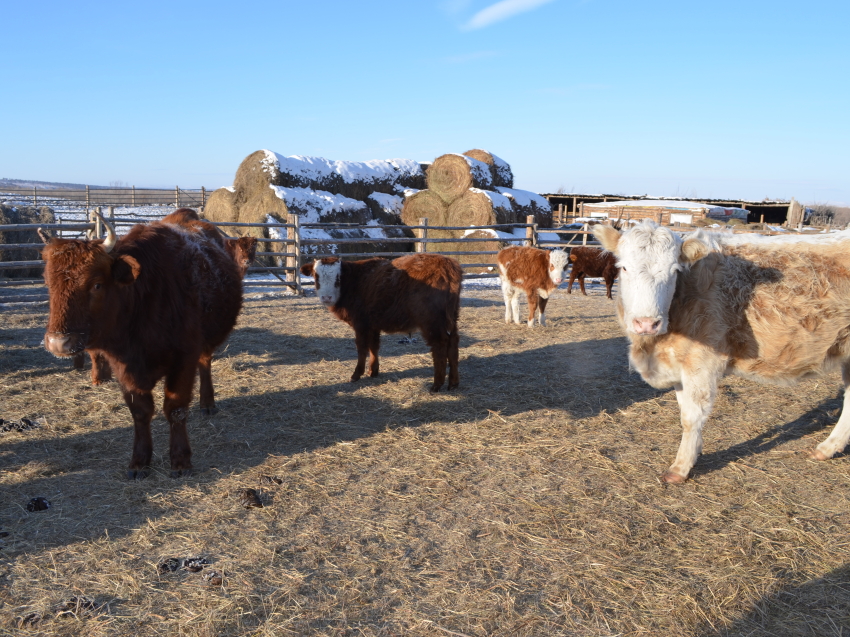 Более 1 миллиона голов скота вошло в зимовку в Забайкалье