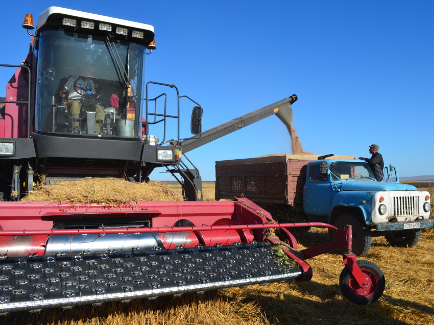 Более 76 тысяч тонн пшеницы получили аграрии Забайкалья по итогам уборки урожая