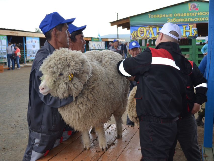 Минсельхоз России утвердил проведение в Чите Сибирско-Дальневосточной выставки овец