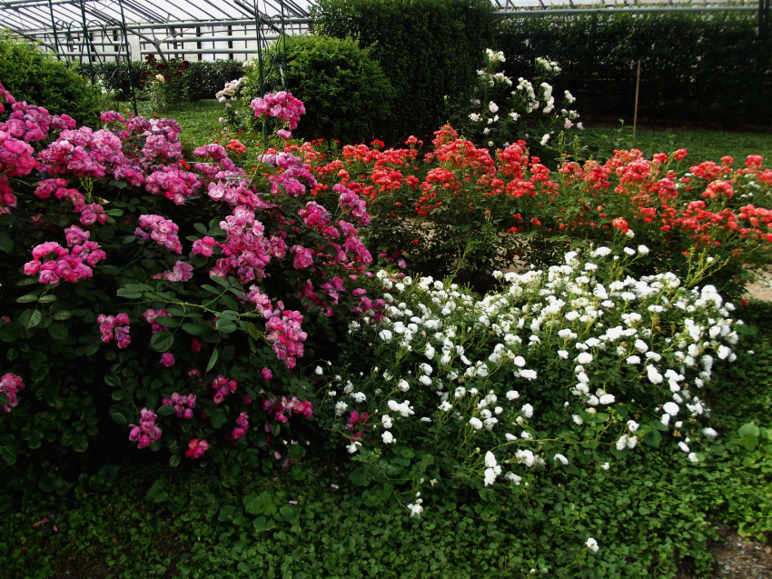 Коллекционный фонд Забайкальского ботанического сада пополнят 130 наименований растений
