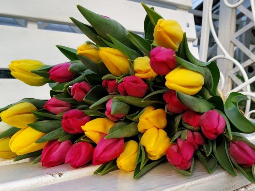 Забайкальский ботанический сад принимает заявки на тюльпаны к 8 Марта