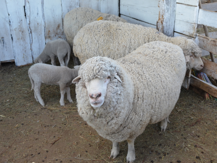 Господдержка на производство овечьей шерсти вдвое увеличилась в Забайкальском крае 