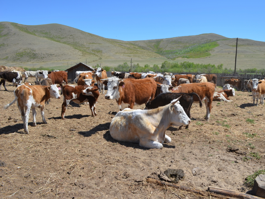 Свыше 61 миллиона рублей направили хозяйствам Zабайкалья на развитие мясного животноводства