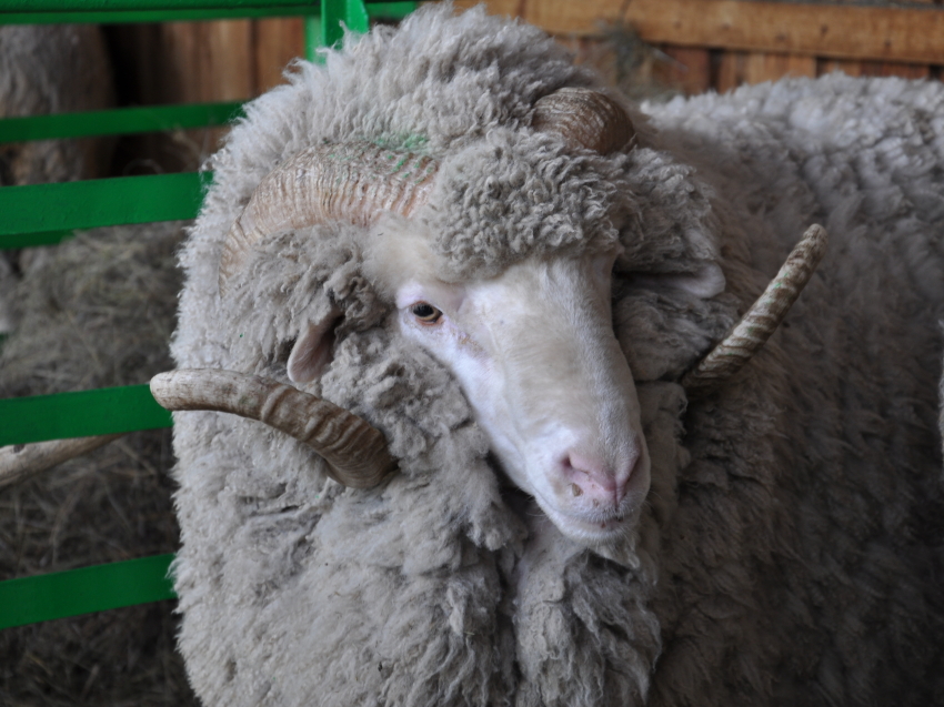 Минсельхоз Забайкалья опубликовал программу Сибирско-Дальневосточной выставки овец 
