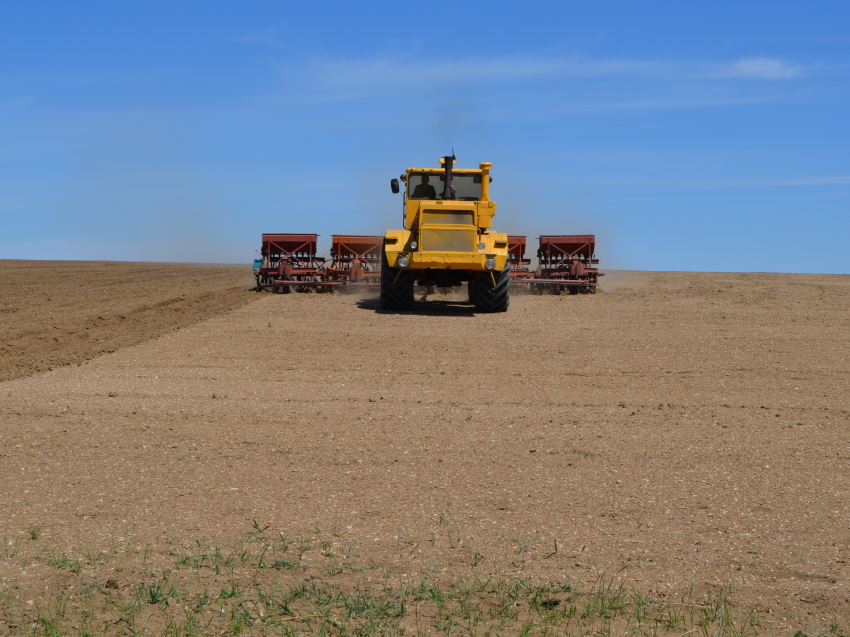 Посевная площадь пшеницы в Zабайкалье на 3 тысячи гектаров превысила уровень 2021 года