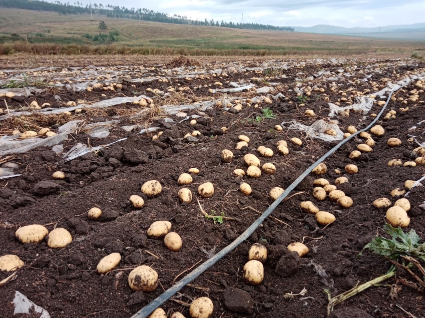 Урожай картофеля в Забайкалье превысил уровень 2021 года на 500 тонн