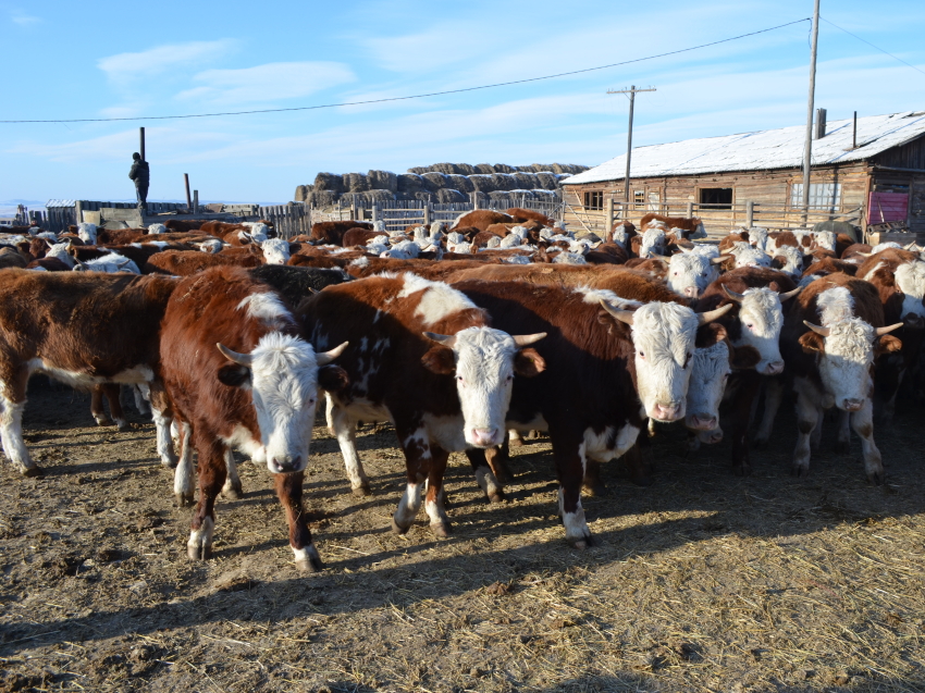 ​Хозяйствам Забайкалья направили 46 миллионов рублей на развитие мясного животноводства