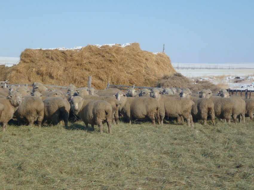 ​Оперативный штаб ведет мониторинг прохождения зимовки скота в Забайкалье