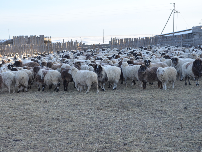 ​Участникам проекта по увеличению поголовья овец в Забайкалье за три года выдали 11 тысяч ярок