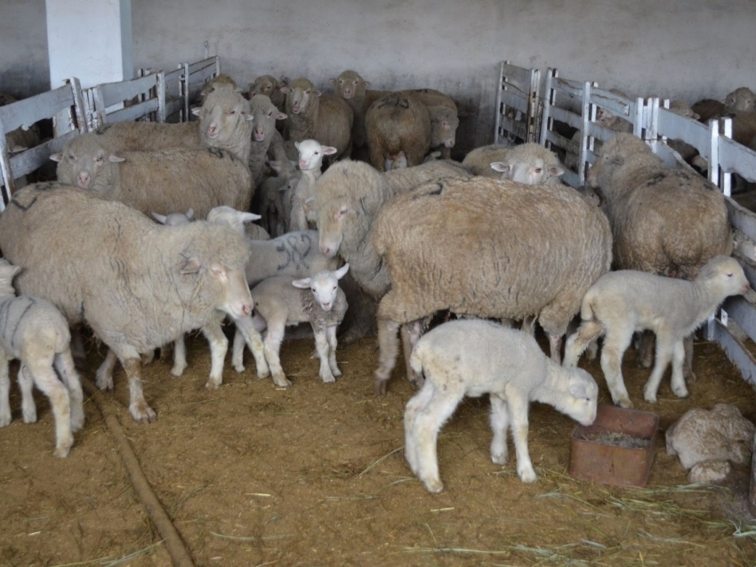 ​Приплод от 111 тысяч овец получат в хозяйствах Забайкалья