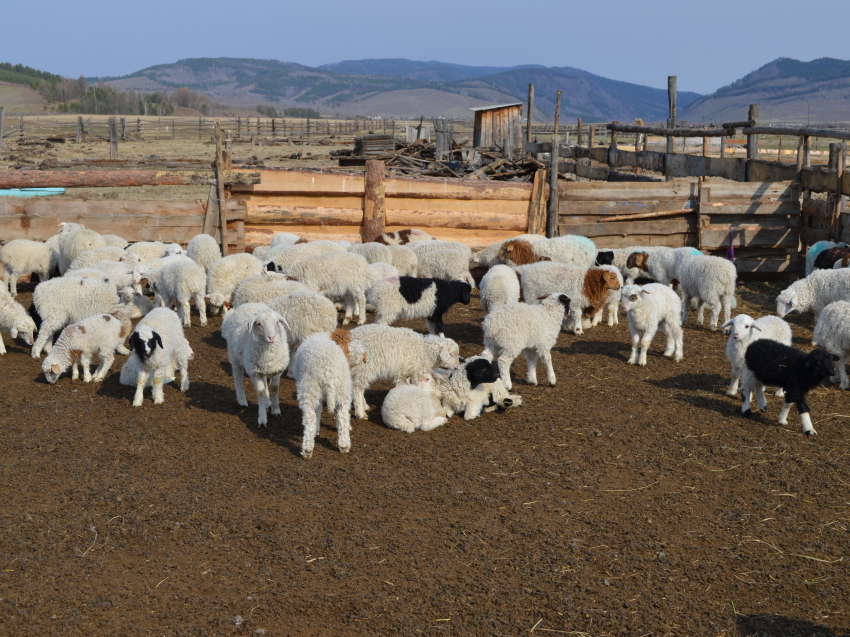 ​Прием заявок на участие в конкурсе, направленном на увеличение поголовья овец, стартовал в Забайкалье