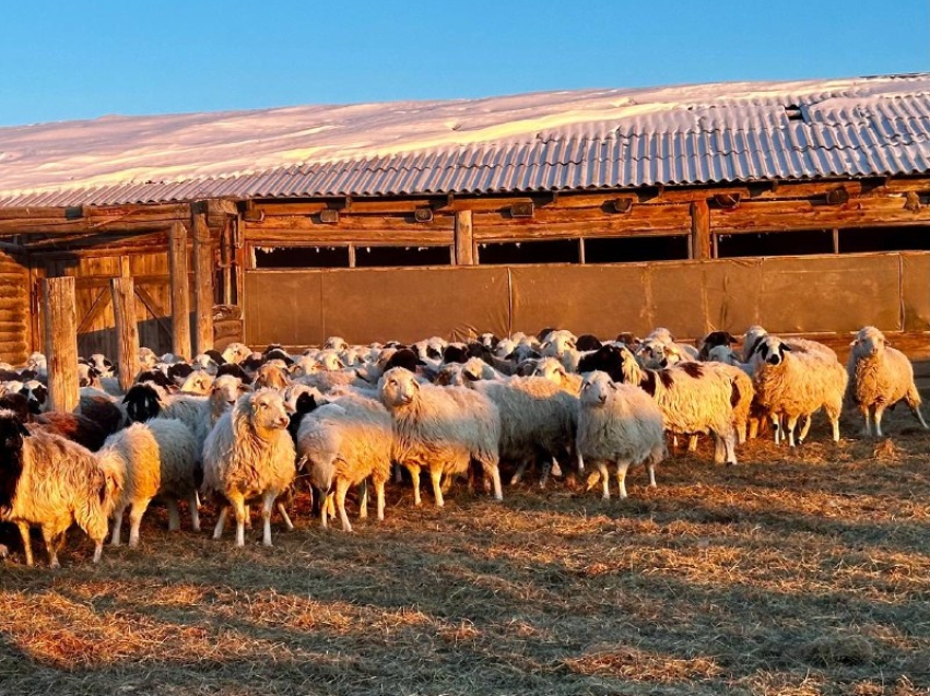 ​Хозяйства трех округов Забайкалья обследовали на сохранность поголовья и наличие кормов