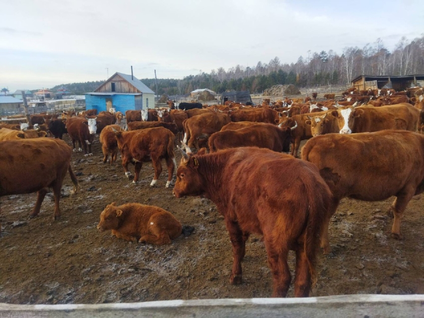 Ферма в Хилокском районе приобрела  баранов и свиней, прежде на ней разводили только коров 