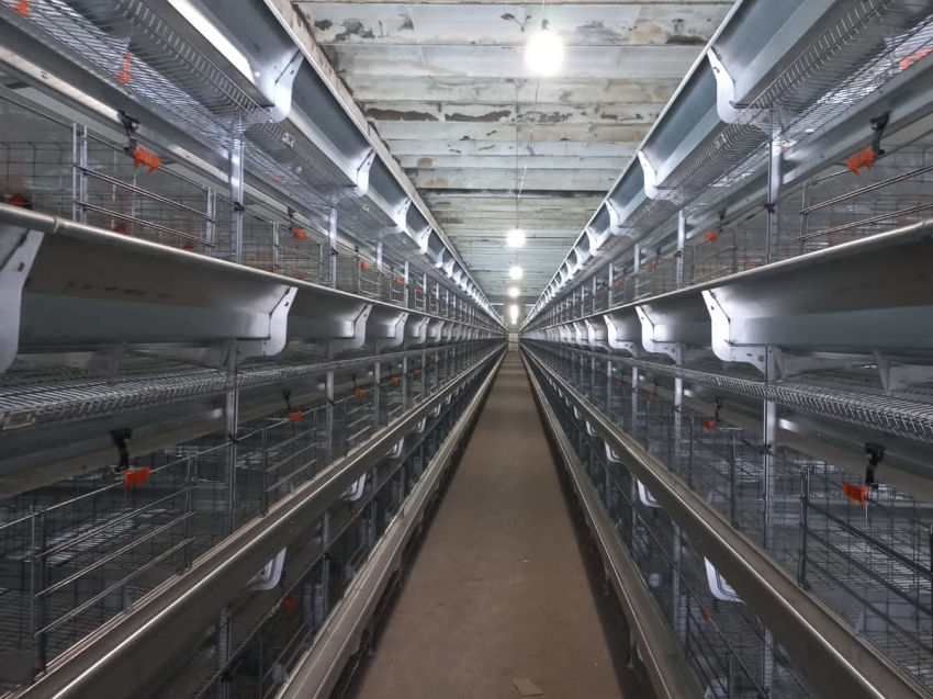 Читинская птицефабрика переживает перезагрузку: новый комплекс по производству яиц уже установлен 