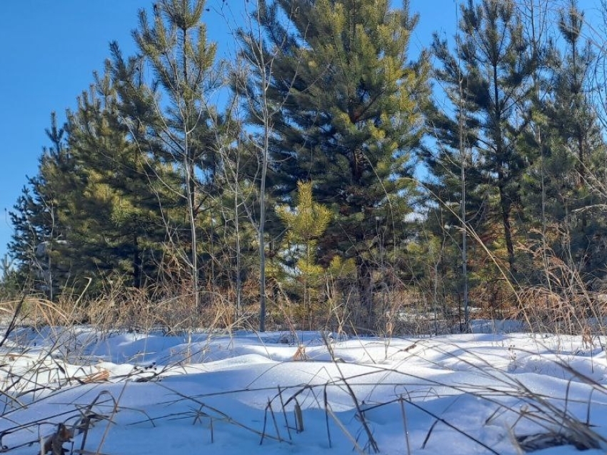 Более 416 миллионов рублей предусмотрено на 2026 год на сохранение лесов Забайкальского края