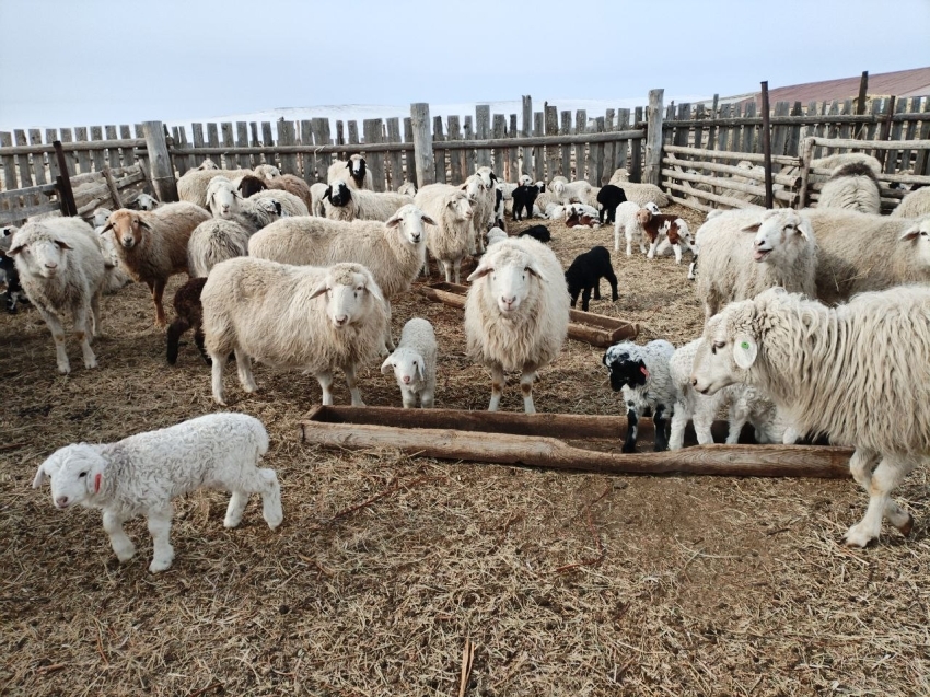 На развитие овцеводства в Забайкалье предусмотрено 80 миллионов рублей