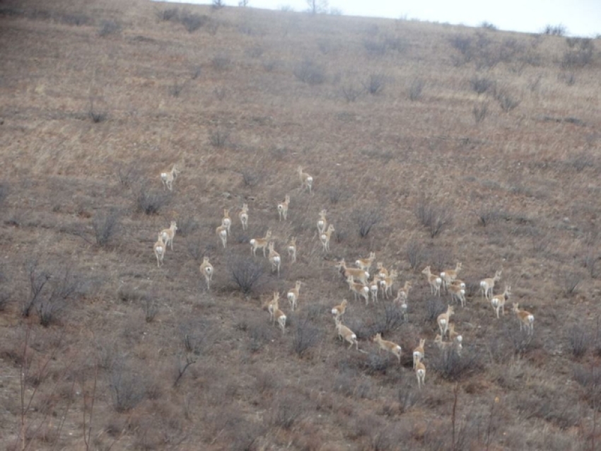 Браконьеров, охотившихся на антилоп-дзеренов, задержали в Акшинском районе