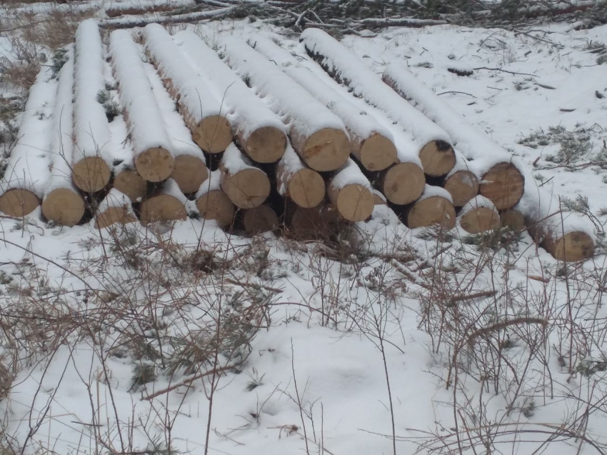 Новые факты незаконных рубок леса выявлены в Петровск-Забайкальском районе