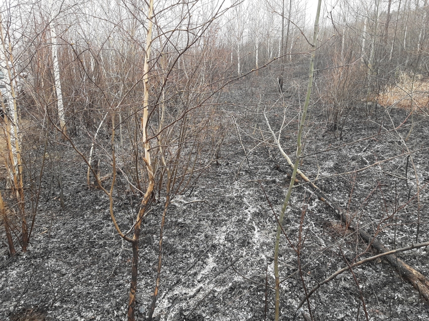 ​В Забайкалье сократились площадь и количество лесных пожаров