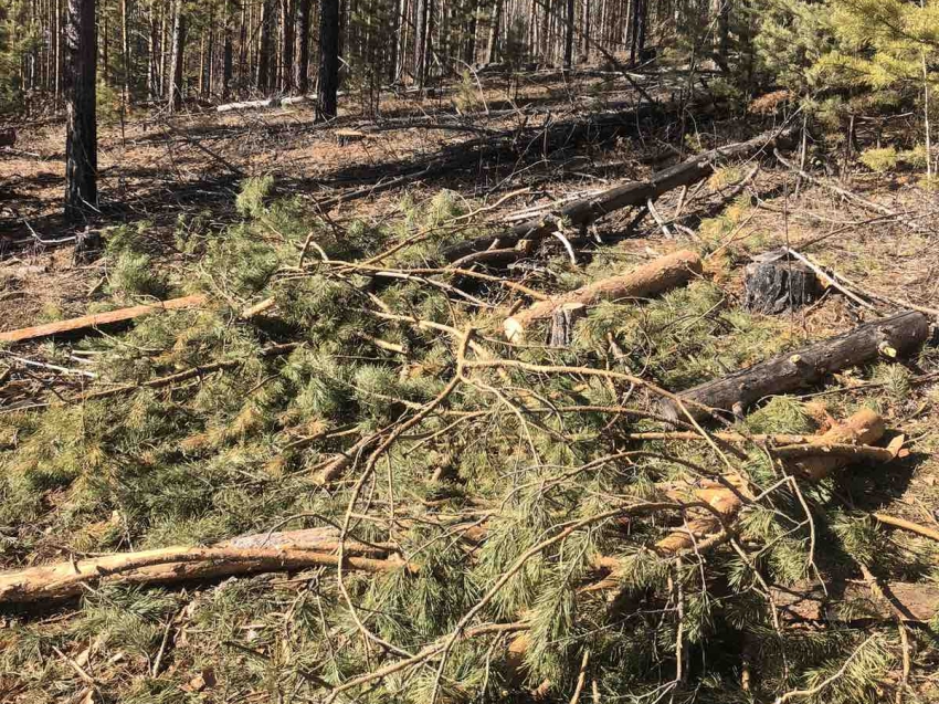 В Петровск-Забайкальском районе выявлена незаконная рубка лесных насаждений