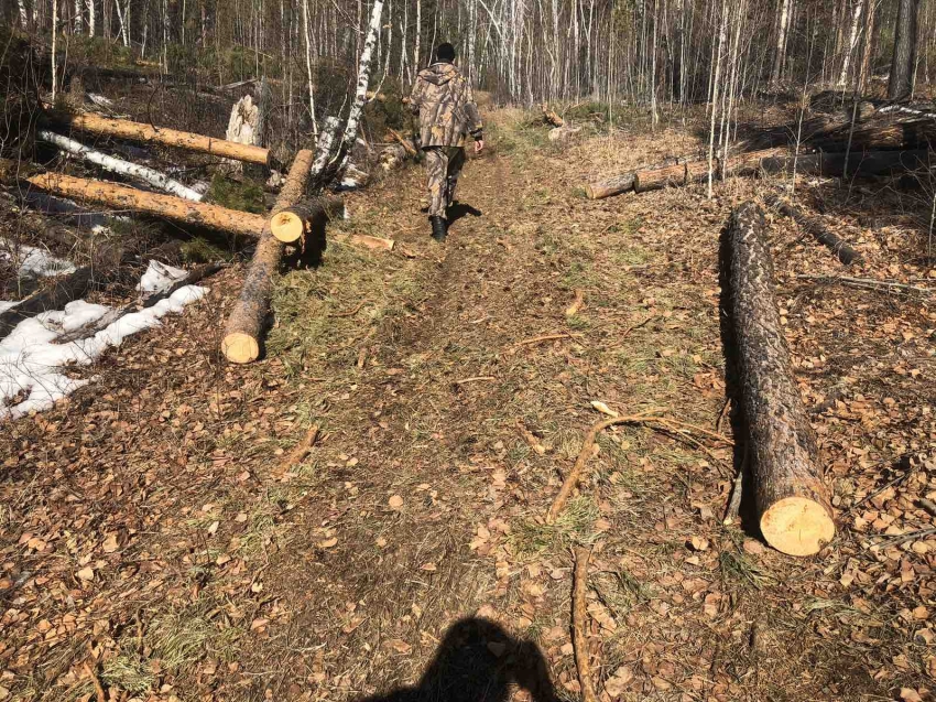 ​28 случаев незаконной рубки выявлено в Забайкальском крае за неделю