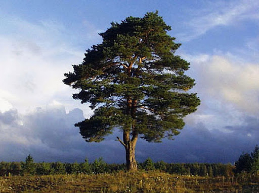 Деревья Забайкальского Края Фото