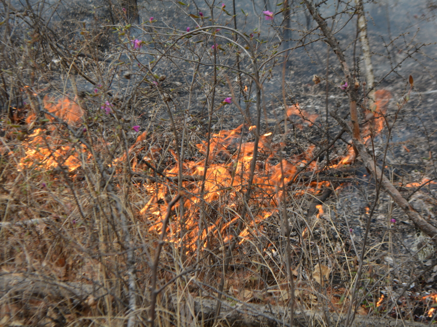Режим ЧС объявили в Акшинском районе из-за крупного лесного пожара