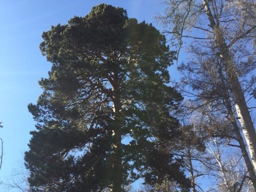 Забайкальцев приглашаем принять участие во всероссийском фотоконкурсе «Деревья – памятники живой природы»