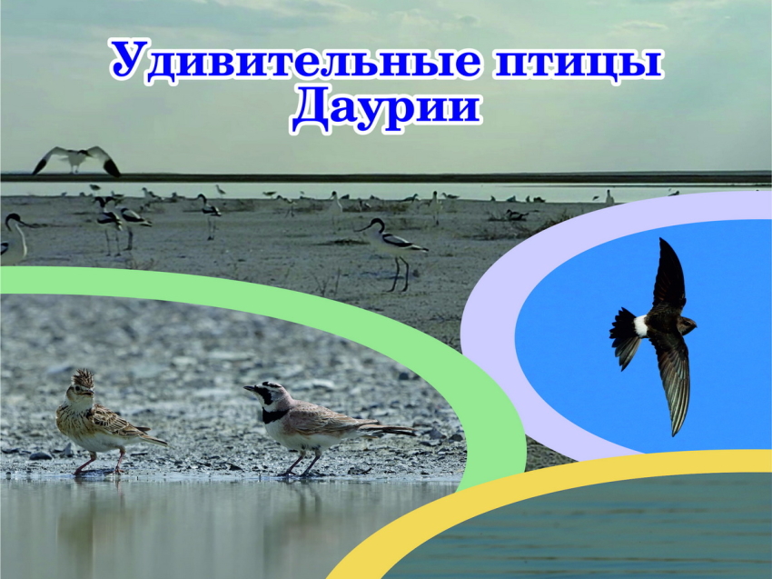 В Чите откроется фотовыставка «Удивительные птицы Даурии» 