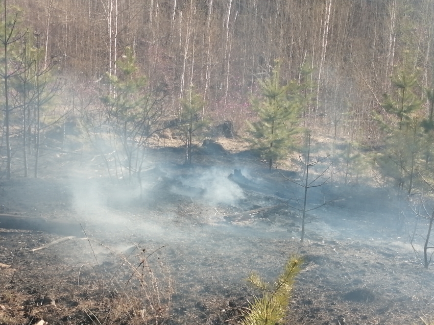 Восемь лесных пожаров ликвидировали за последние сутки в Забайкалье