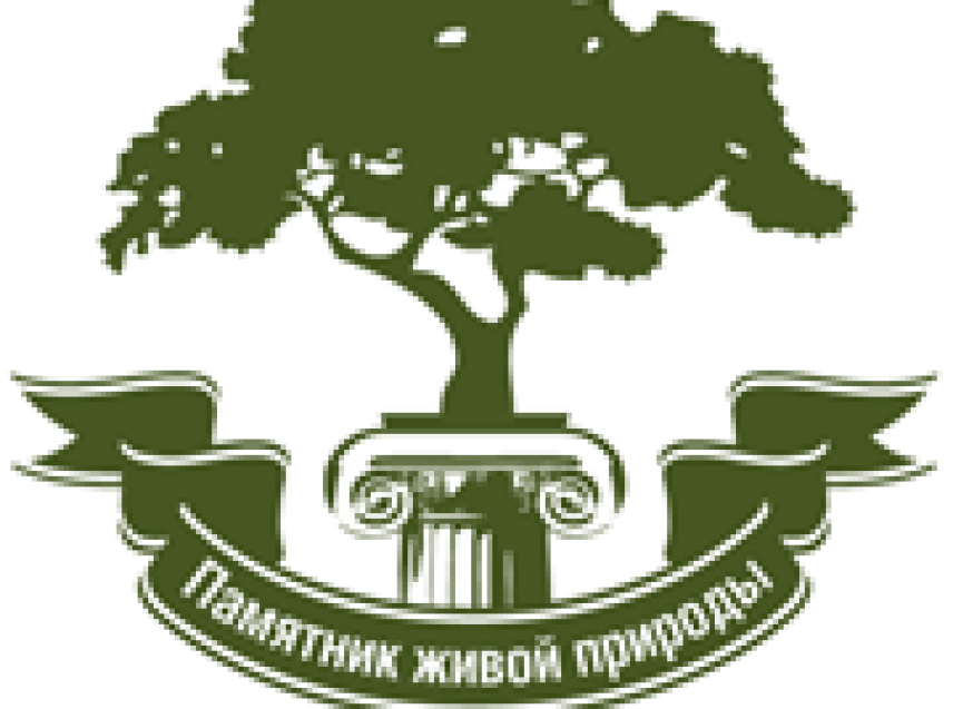 Объявляется конкурс «Российское дерево года - 2024!»