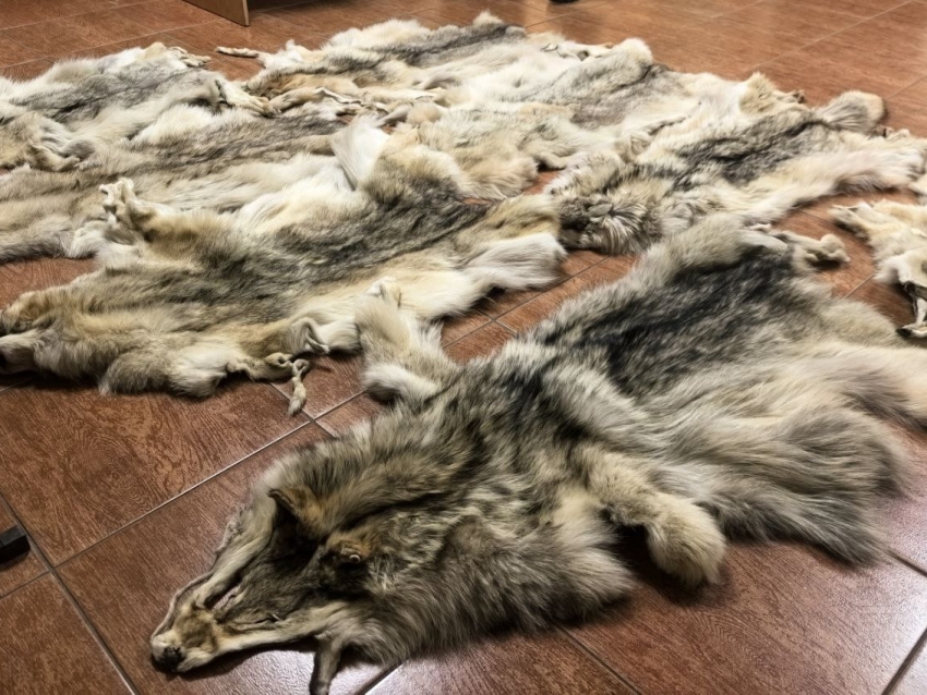 ​В Забайкалье 1 декабря завершился прием шкур волков 