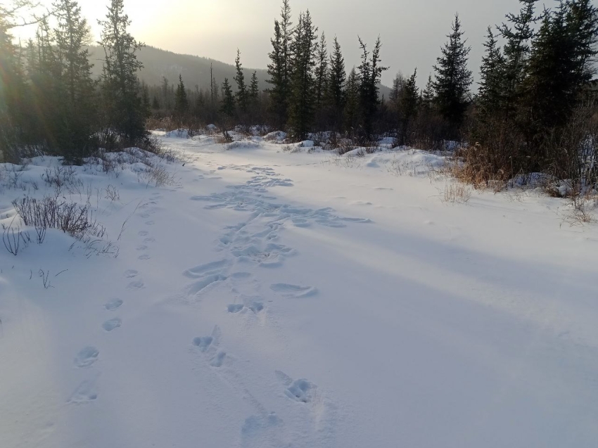 ​В заказниках Забайкалья растет численность диких животных