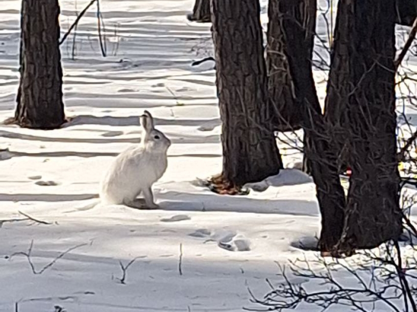В охотугодьях Забайкалья начались учеты охотничьих ресурсов