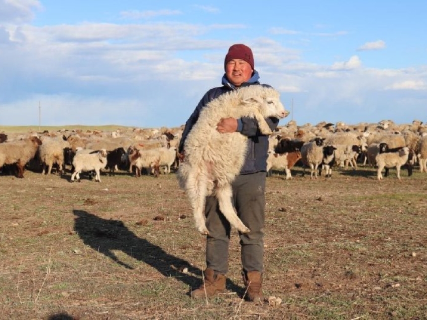 Жителей Агинского округа, Забайкалья приглашают в пилотный проект по развитию овцепоголовья