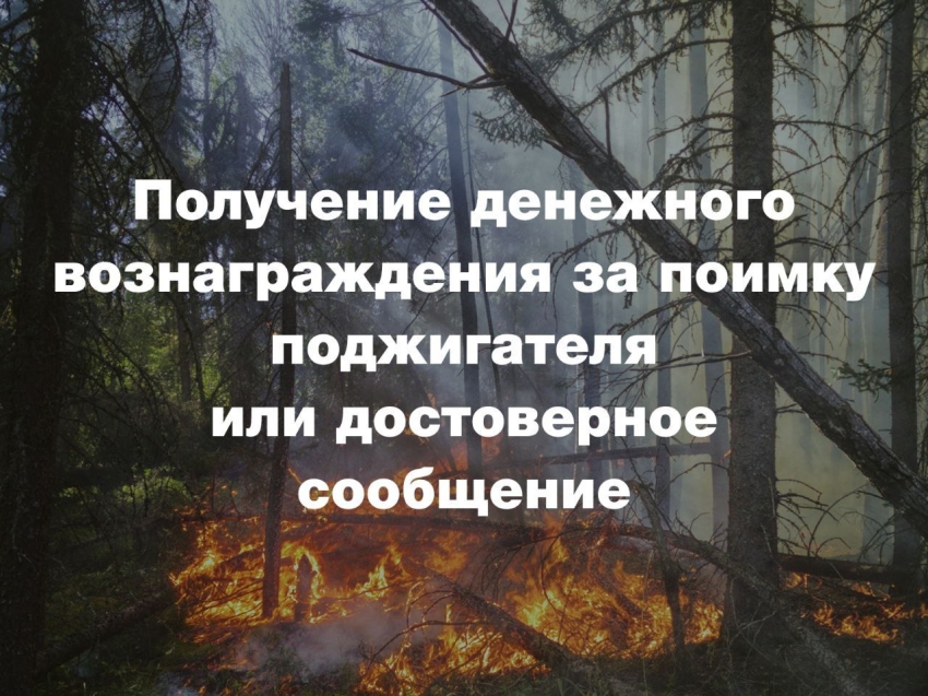 Как получить денежное вознаграждение за достоверное сообщение о поджигателе или за оказание содействия в его задержании?  Смотрим карточки.
