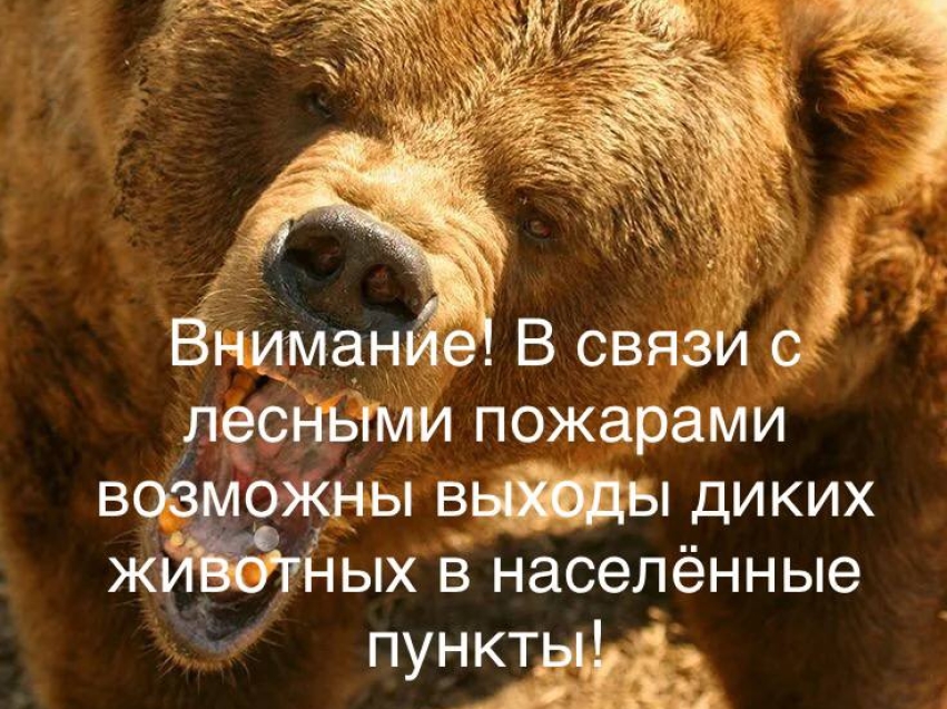 Уважаемые жители Улётовского округа! Воздержитесь от прогулок, в особенности, вечерних!