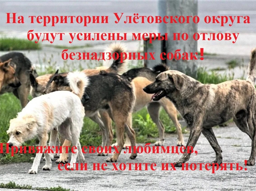 На территории Улётовского муниципального округа будут усилены меры по отлову безнадзорных собак! Привяжите своих любимцев, если не хотите их потерять!
