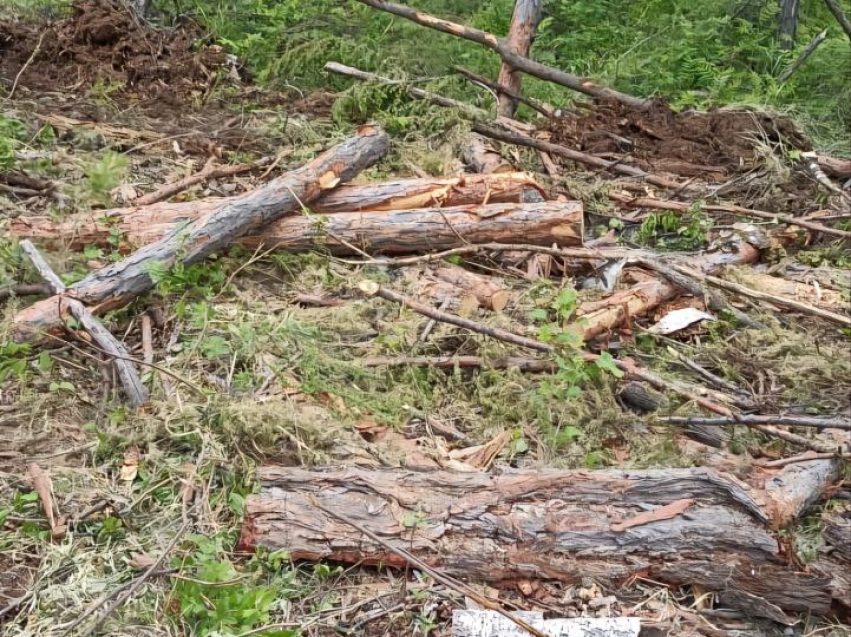 В Нерчинском районе Забайкалья золотодобывающая компания незаконно вырубила деревья