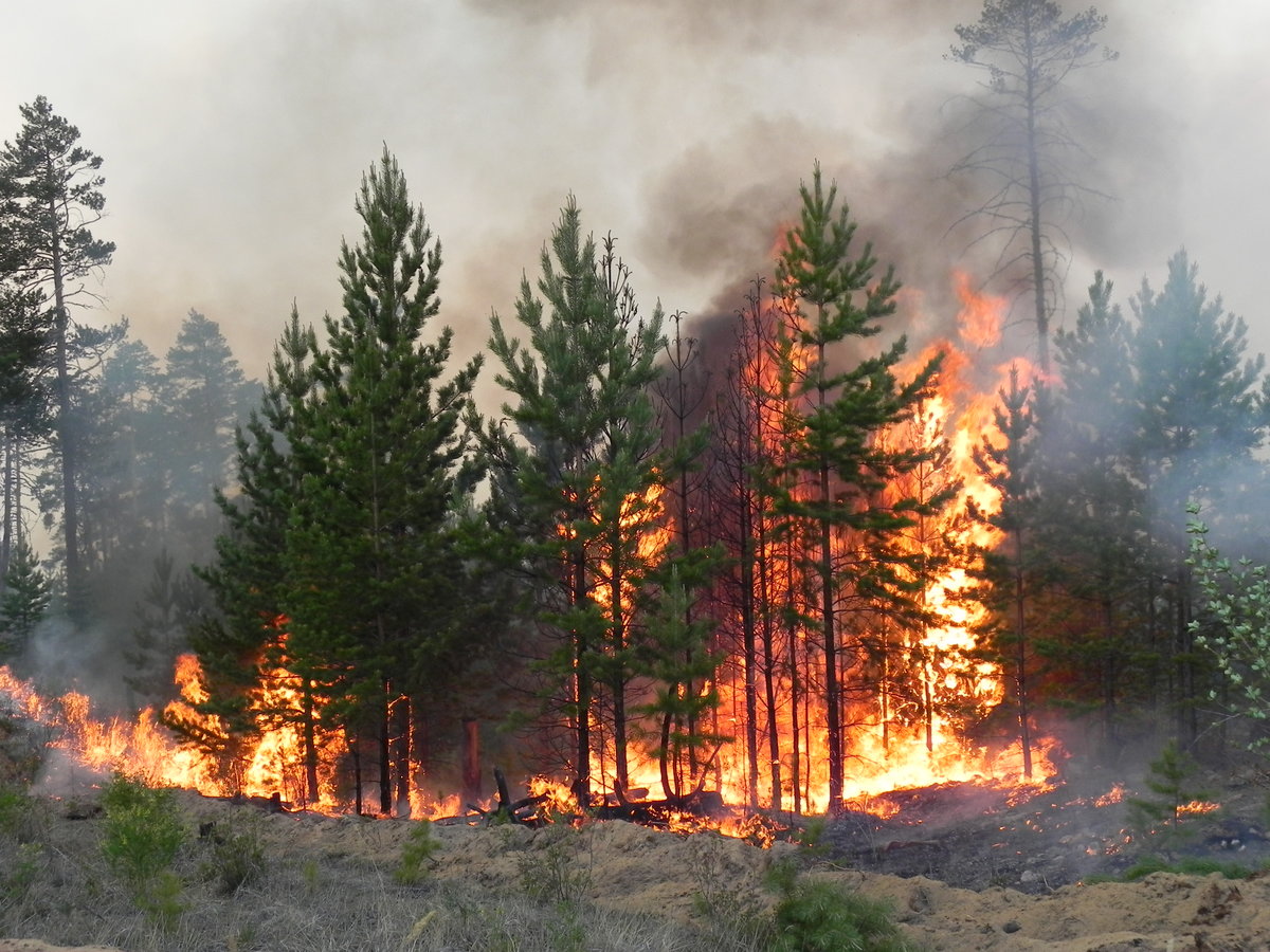Основные правила  действия населения при возникновении природных пожаров.