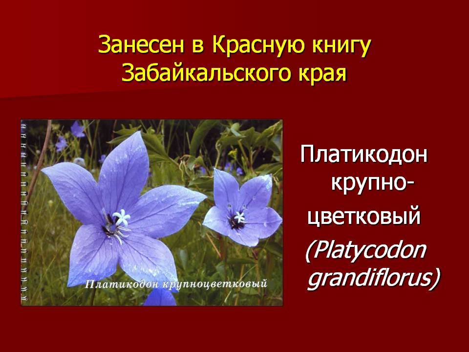 Порядок добывания объектов растительного мира, занесенных в Красную книгу