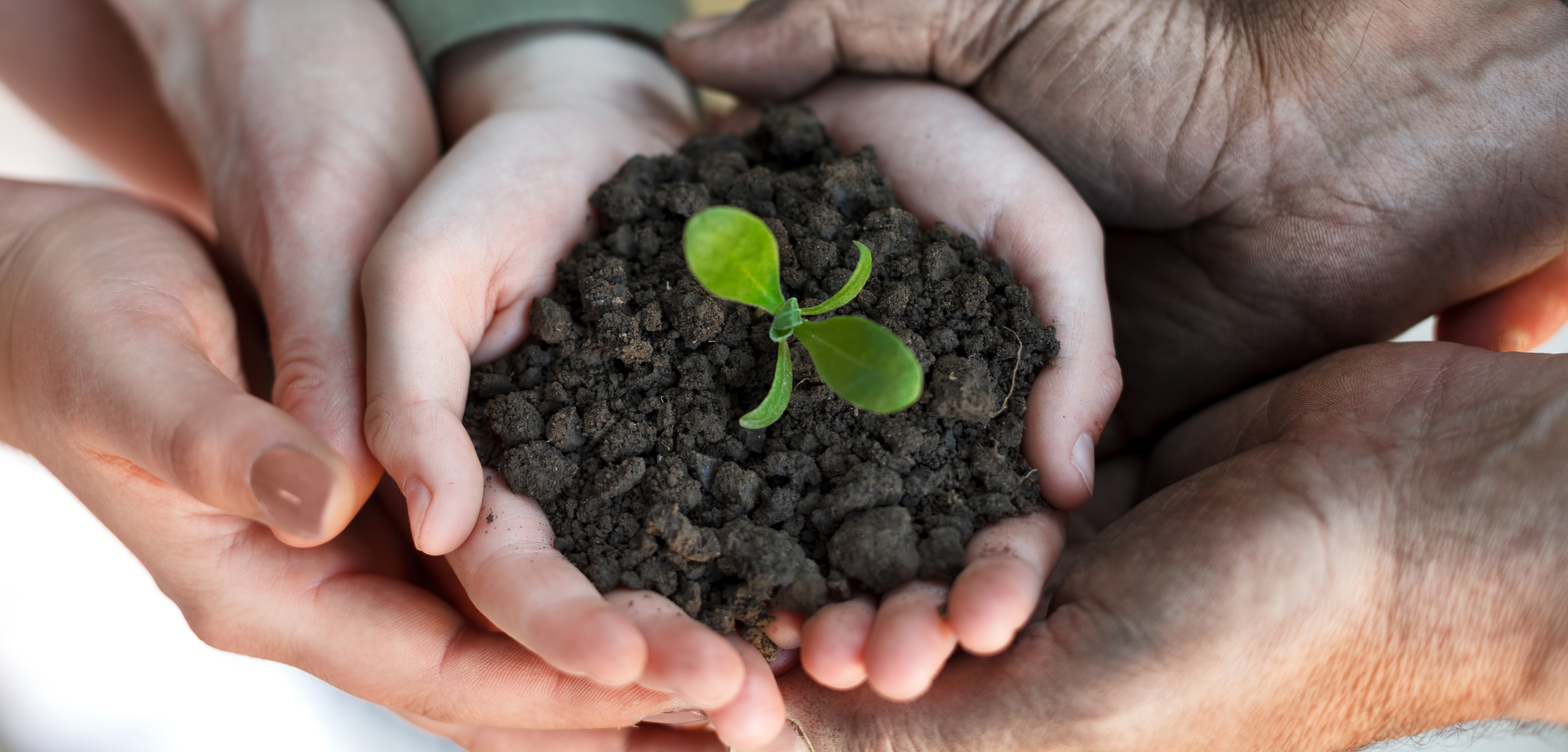 Environment value. Земля с растением в руках. Земля для растений. Растение в руках. Почва в ладонях.