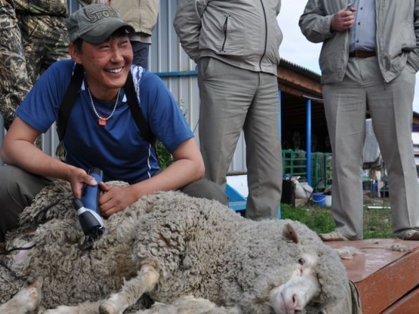Погода в кулусутае. Стригали овец. Сибирско Дальневосточная выставка овец и коз. Выставка овец. Овцы Забайкалье.