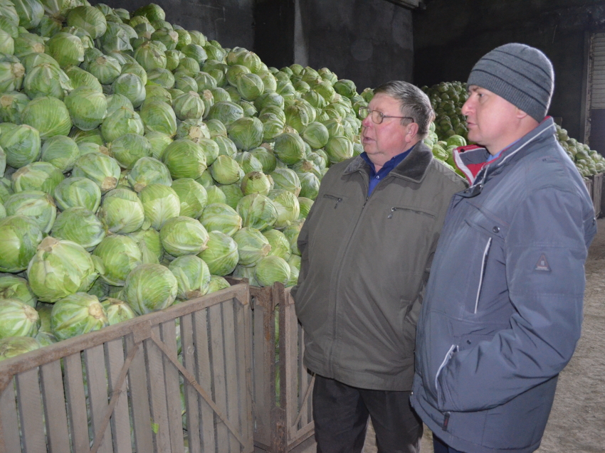 На овощной базе было 300 тонн капусты