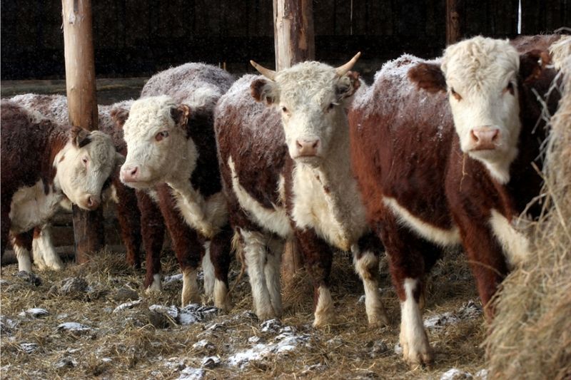 Более ста миллионов рублей получили забайкальские аграрии в прошлом году на развитие племенного животноводства    