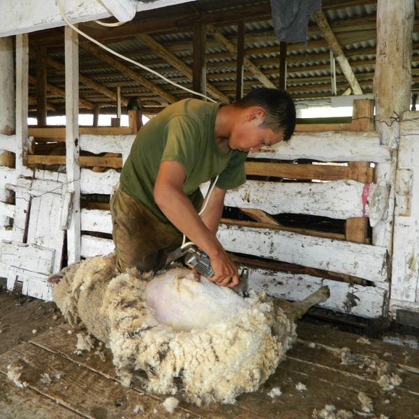 В хозяйствах Забайкальского края очередная сезонная кампания – стрижка овец