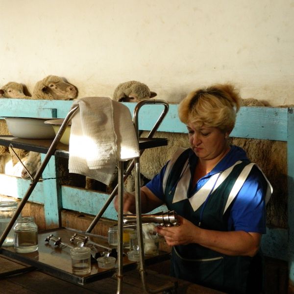 В овцеводческих хозяйствах края продолжается случная кампания