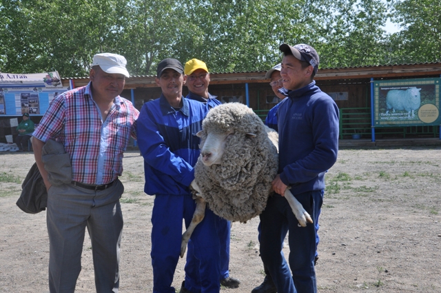 Тринадцать пород племенных овец и коз представлено на Сибирско-Дальневосточной выставке в Чите