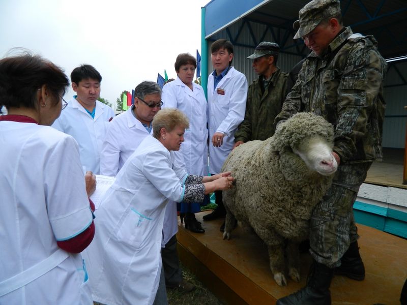 К межрегиональной выставке овцеводы края отбирают лучших животных