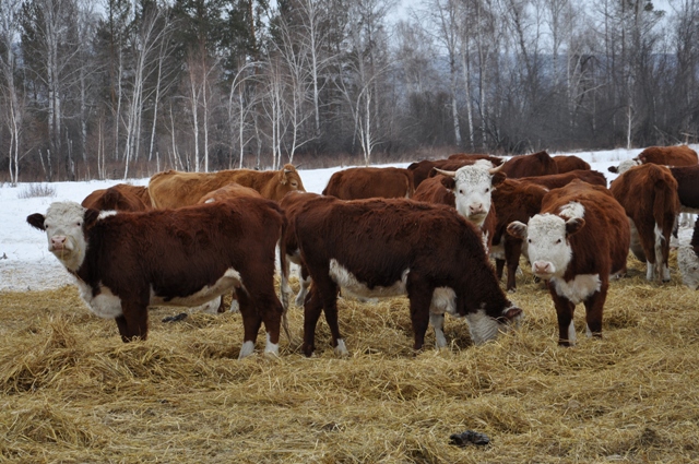 Продажа Сельхоз Животных Назарово